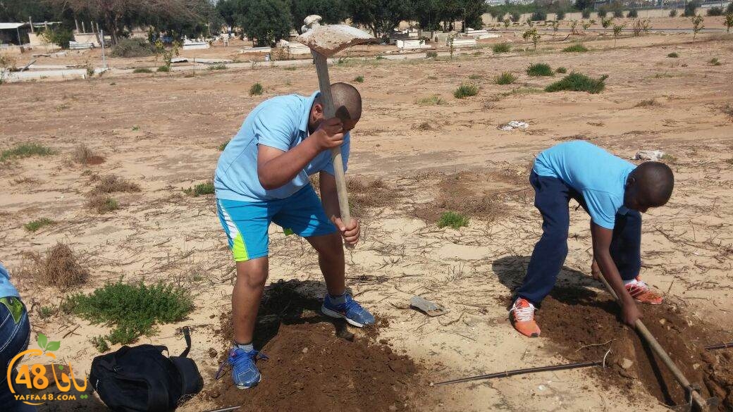 shajar tasojj (4).JPG